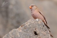 Hyl poustni 0291
